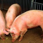 (Scott Bauer photo courtesy ARS/USDA)
