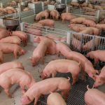 The pork sector is concerned about the legal precedent of the state-level Prop 12.