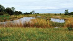 Wetland restoration is among the projects eligible for funds.