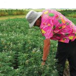 “Lupin has higher protein content, around 36 per cent versus peas in the 26 per cent range, and that’s part of the reason why there is demand for lupins.” – Dennis Lange, Manitoba Agriculture.