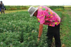 “Lupin has higher protein content, around 36 per cent versus peas in the 26 per cent range, and that’s part of the reason why there is demand for lupins.” – Dennis Lange, Manitoba Agriculture.