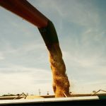 Weather extremes trim EU 2023-24 grain prospects