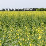 Canola falls in pre-harvest wait