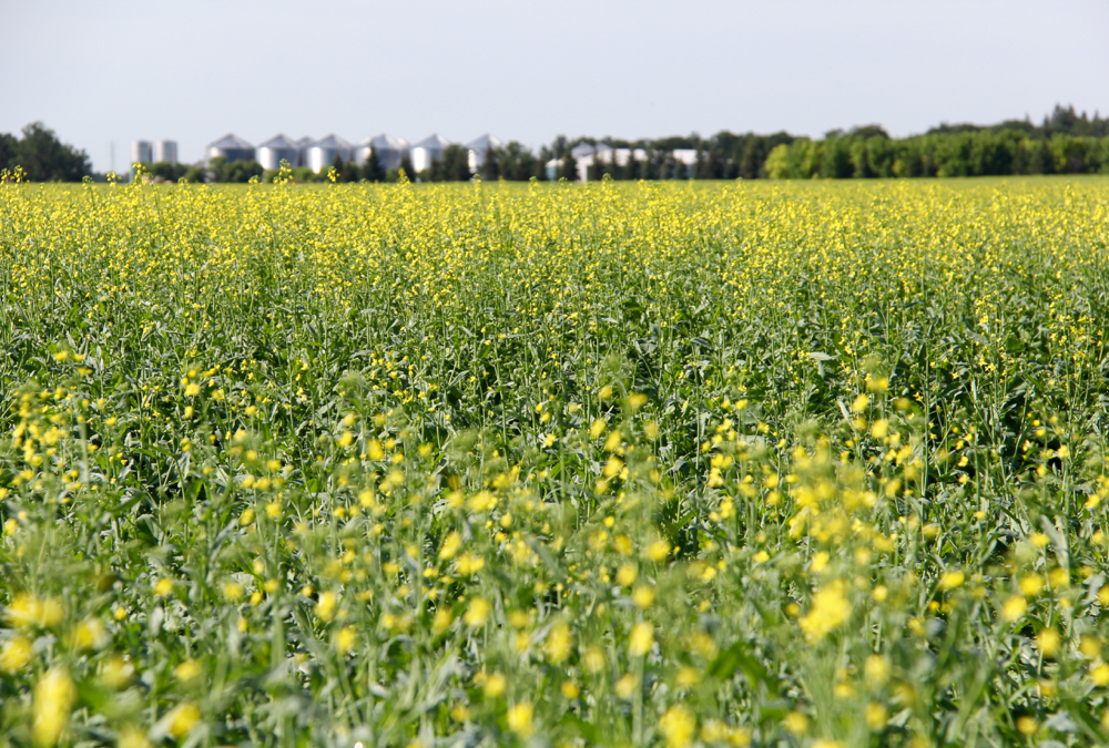 Canola falls in pre-harvest wait