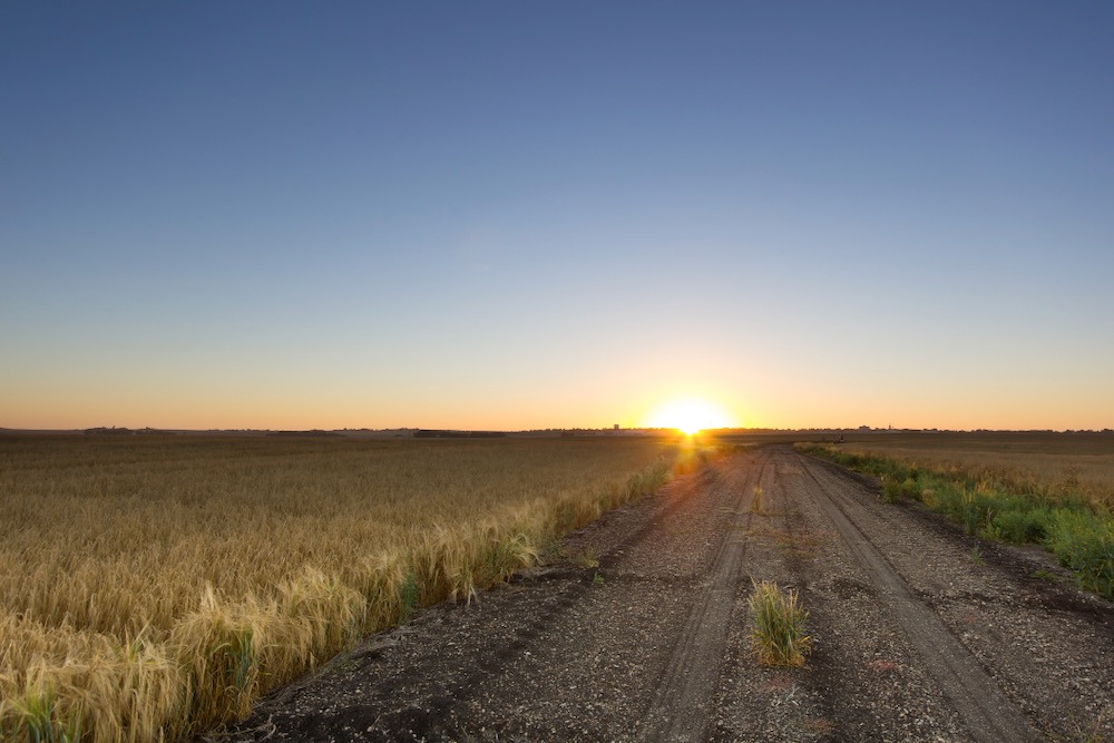 File photo of a sunrise over an Alberta barley crop. (MNphotography/iStock/Getty Images)
