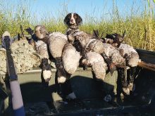Little Niska and the big Canada geese she retrieved on a September hunt.