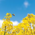 Canola traders will get their first official estimates of this year’s domestic canola crop from Statistics Canada on Aug. 29.