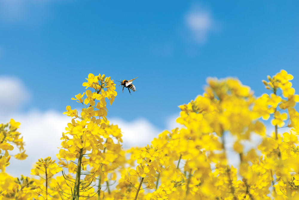 Canola traders will get their first official estimates of this year’s domestic canola crop from Statistics Canada on Aug. 29.