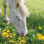 Dandelions are among the bitter plants that horses are drawn to.
