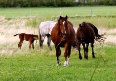 Comment: Horse health research will help humans stay healthy too