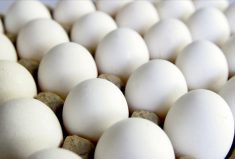 Letters: Care, knowledge, passion at the heart of Canada’s egg industry