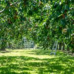 File photo of an Ontario cherry orchard. (UpdogDesigns/iStock/Getty Images)
