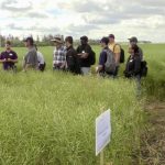 Mario Tenuta (far left) leads a tour into a canola field at the EMILI field day at Rutherford Farms on Aug. 9, 2023.