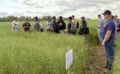 Mario Tenuta (far left) leads a tour into a canola field at the EMILI field day at Rutherford Farms on Aug. 9, 2023.