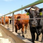 (Geralyn Wichers photo)
