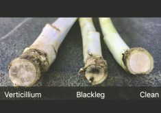 Verticillium stripe and blackleg symptoms can look similar, but once you know what you’re looking for they can be quickly differentiated.