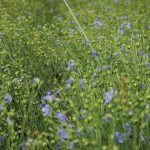 Prairie Clean Energy says it’s turning nuisance flax straw into pellets for horse bedding at a Gilbert Plains facility.