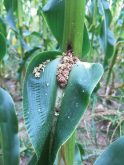 Bt-resistant European corn borer on a corn plant in Nova Scotia in 2018.
