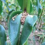 Bt-resistant European corn borer on a corn plant in Nova Scotia in 2018.