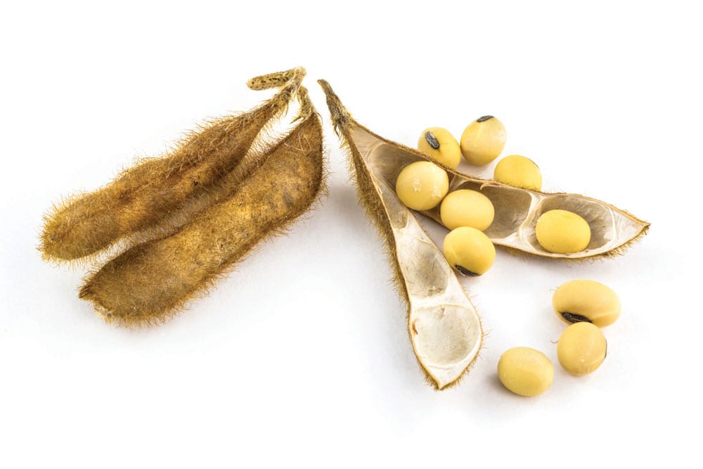 Hefty U.S. soybean crush propels Canadian canola upward