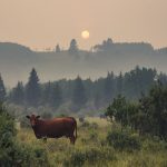alberta cattle smoky skies