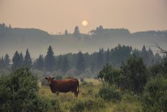 alberta cattle smoky skies