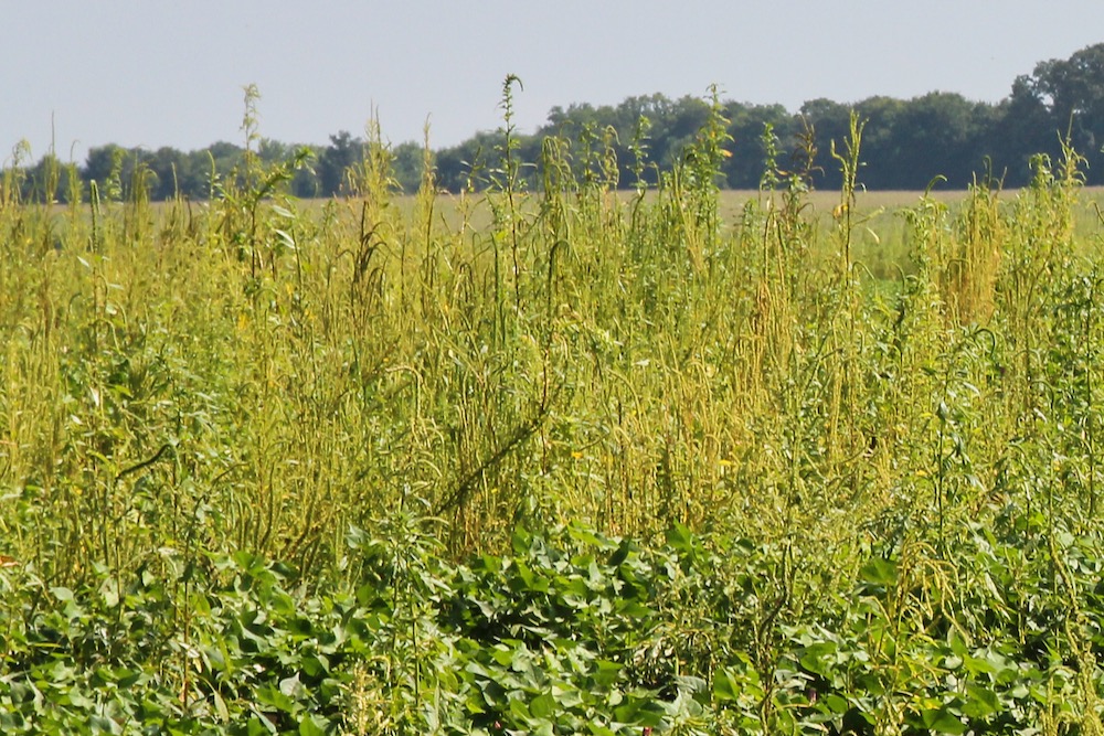Palmer amaranth pops back up in Ontario Manitoba Cooperator