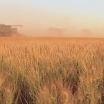 Harvest watch continues