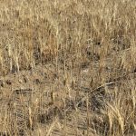 Durum plants on Aug. 28, 2023 near Acadia Valley, Alta., about 160 km north of Medicine Hat, stand shorter with fewer kernels than normal due to dry conditions. (Photo courtesy Darold Niwa/Handout via Reuters)
