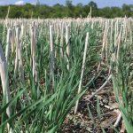 Canola stubble is ideal for winter cereal planting, but barley and pea stubble have been shown to be good alternatives.