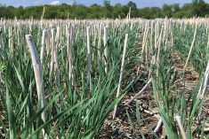 Canola stubble is ideal for winter cereal planting, but barley and pea stubble have been shown to be good alternatives.