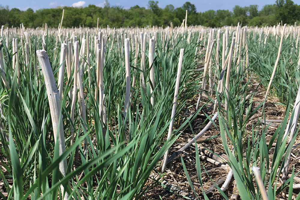 Canola stubble is ideal for winter cereal planting, but barley and pea stubble have been shown to be good alternatives.
