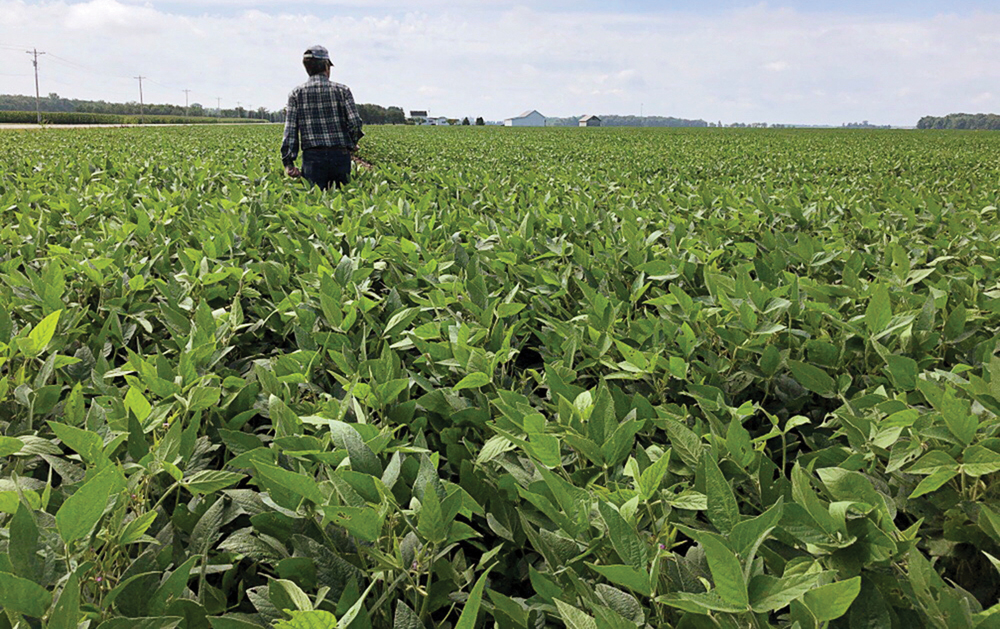 A crop scout walks a soybean field in Allen County in northeastern Indiana on Aug. 19, 2019, during the Pro Farmer Midwest Crop Tour.