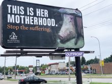 One of eight billboards placed on busy Winnipeg streets as part of a Winnipeg Humane Society campaign criticizing the treatment of pigs.