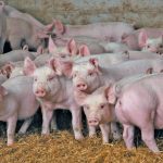 Mapping the changes behind Manitoba’s decades-long hog boom.