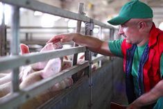 Manitoba’s pork sector provides an example of how agriculture can transform the economy and communities.