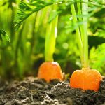 Editorial: Count your garden blessings