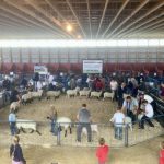 Youngsters get their turn in the ring at the 2023 MSA show and sale.