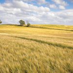 China snaps up Australian barley after tariffs lifted