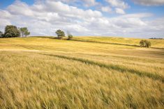 China snaps up Australian barley after tariffs lifted