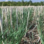 photo: Manitoba Agriculture