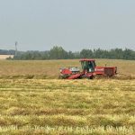 As of last week, Manitoba’s canola harvest was estimated at about five per cent complete.