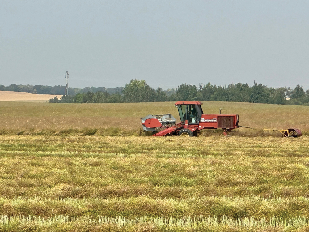 As of last week, Manitoba’s canola harvest was estimated at about five per cent complete.