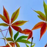 Winnipeg, Sept. 7, 2023. (Dave Bedard photo)
