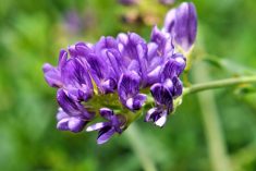 Close-up file photo of an alfalfa plant in a Canadian field. (Jennifer Seeman/iStock/Getty Images)
