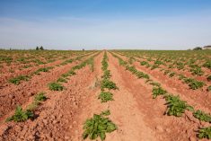 File photo of a Prince Edward Island potato field. (Onepony/iStock/Getty Images)
