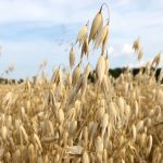 Oats. (Greg Berg photo)
