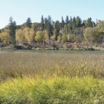 Foliage shows its best seasonal colours on the Marshs Lake walk in Spruce Woods Provincial Park.