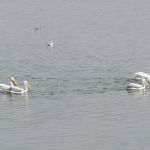 The water body’s namesake birds float on Pelican Lake.