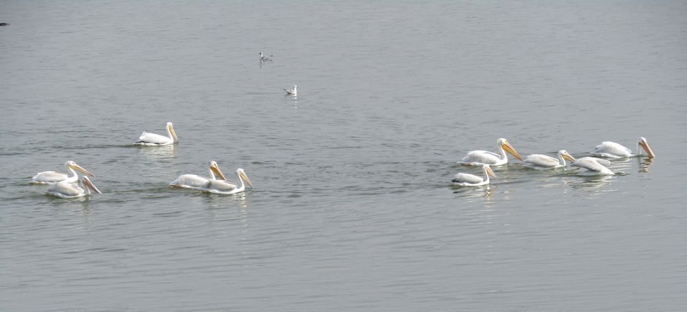 The water body’s namesake birds float on Pelican Lake.